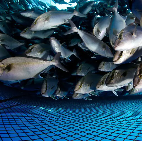 Vesiviljelyteollisuus